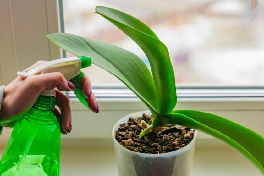 Как ухаживать за растениями с помощью бытовой химии